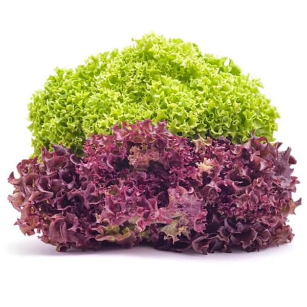 Red lettuce and green lettuce grown in the hydroponics farm of urban kisaan in
                hyderabad